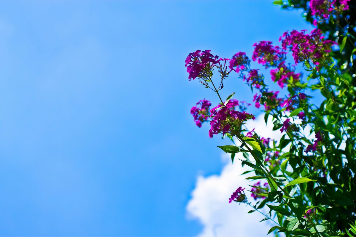 夏の青空