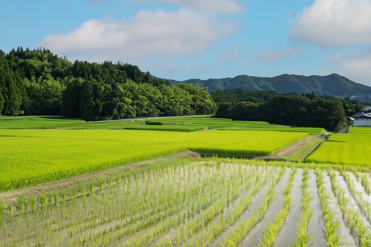 田んぼ