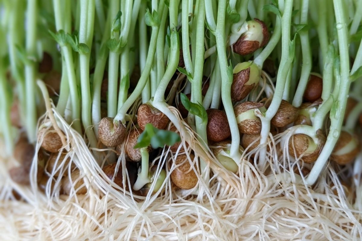 豆苗の豆から伸びる芽と白い根を接写した写真