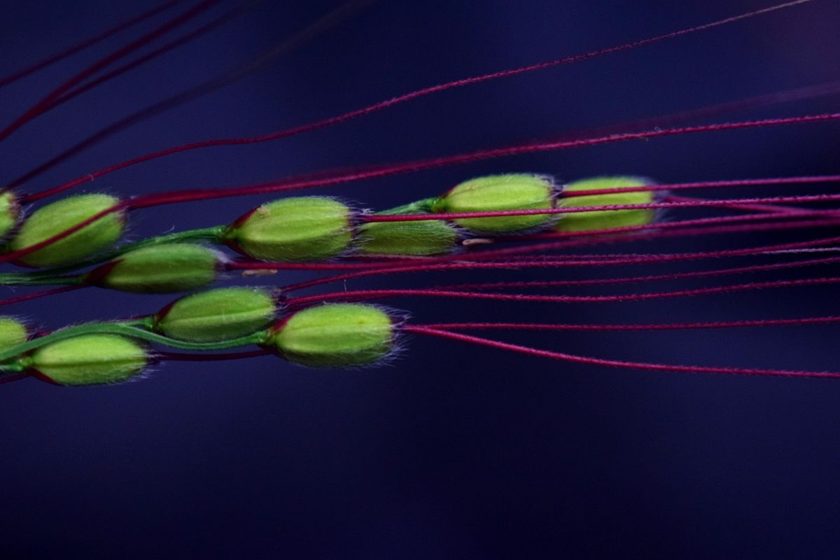 濃紺の背景に若々しい緑色の稲穂が映える写真